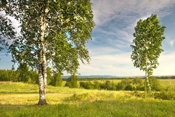 Березовый лес в Самарской области