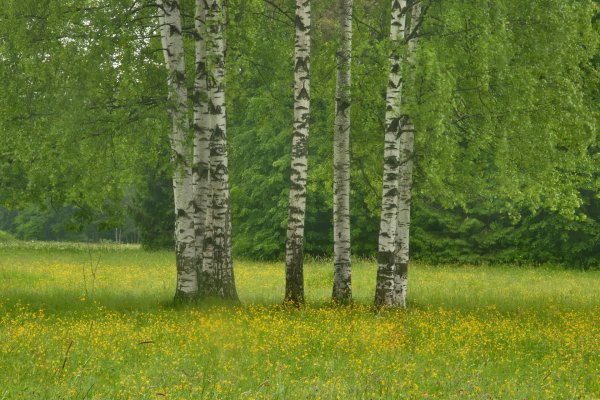 Берёзовая роща Курск