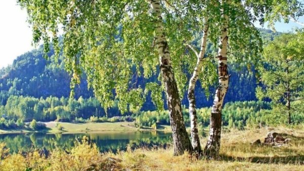 Березовая роща Удмуртия