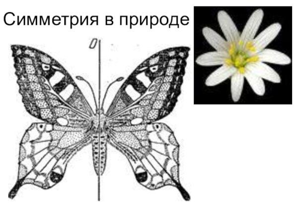 Симметрия в природе
