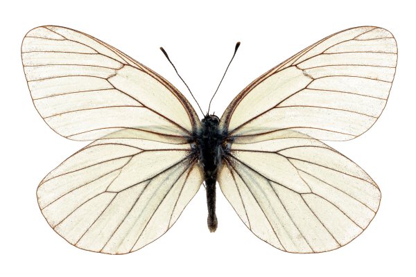 Aporia crataegi (Linnaeus, 1758)