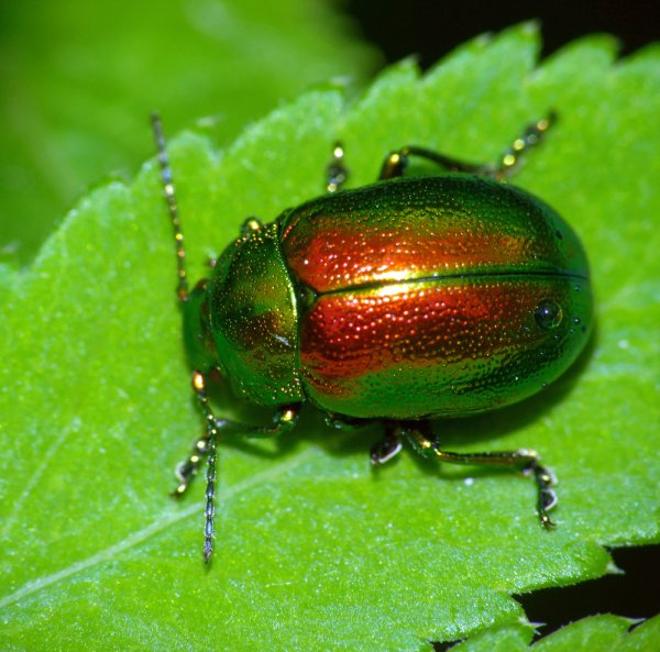 Листоед Chrysolina graminis