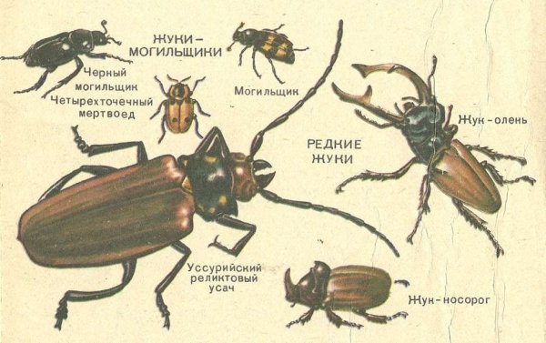 Изумрудный Жук Листоед