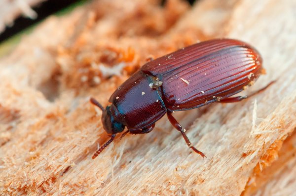 Радужный кузнечик Dactylotum bicolor