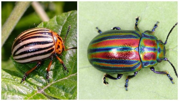 Cyrtotrachelus longimanus