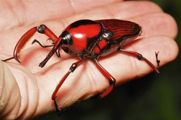 Жук Lucanus Cervus