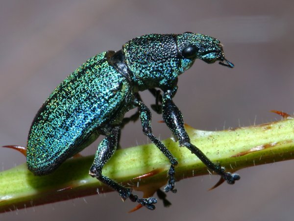 Жужелица красотел