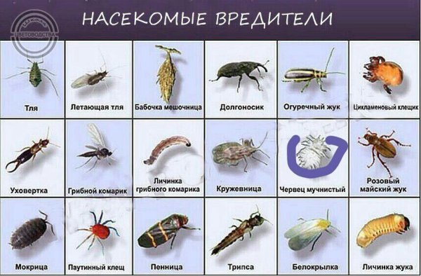 Жуки Подмосковья клоп