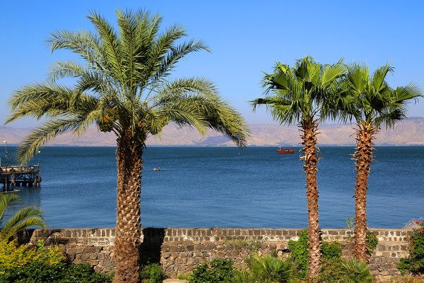 Пальмы в Израиле