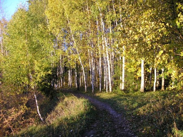 Чувашия природа леса