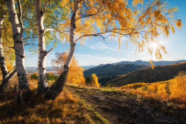 Природа Алтайского края лес