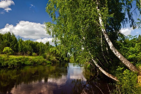 Березовая роща Тутаев