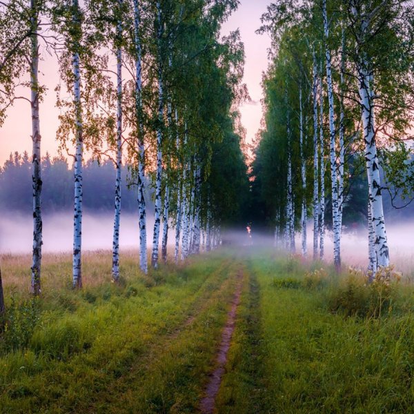 Красота русского леса