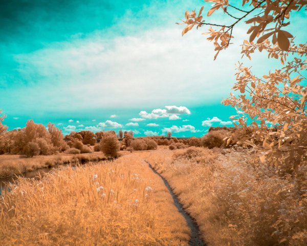 Лето в лесу