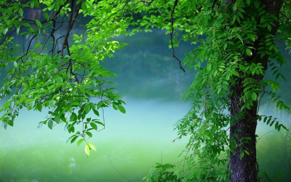 Фон природа