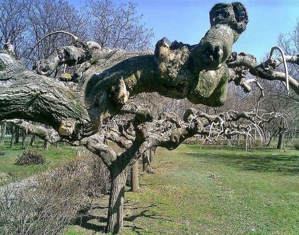 Причуды весенней природы
