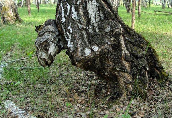 Невероятные причуды природы