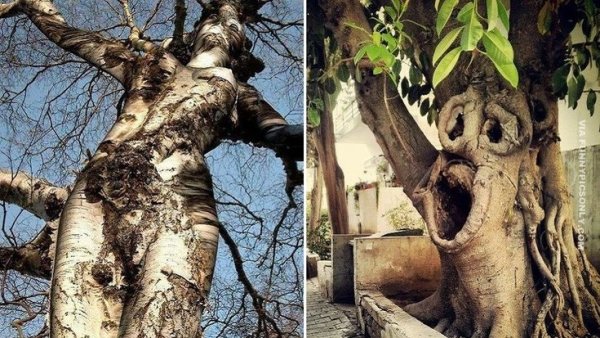 Дерево в форме человека