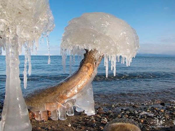 Ледяные грибы Байкала