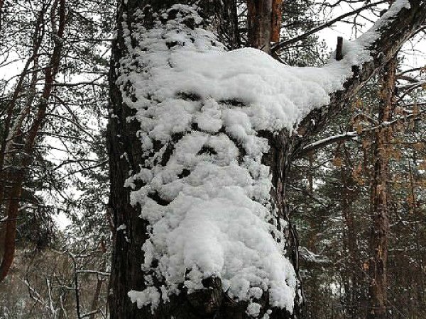 Кипарис Тандур Иран