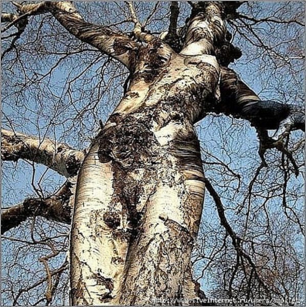 Деревья во льду