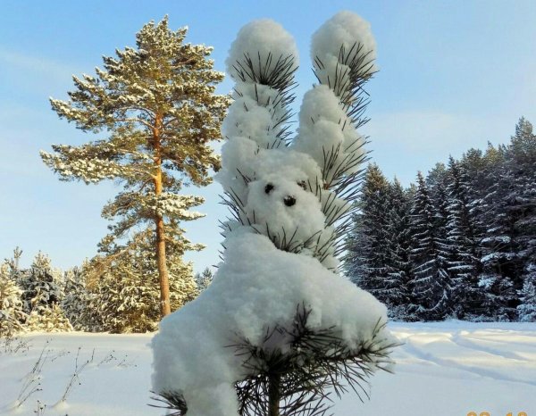 Необычные березы