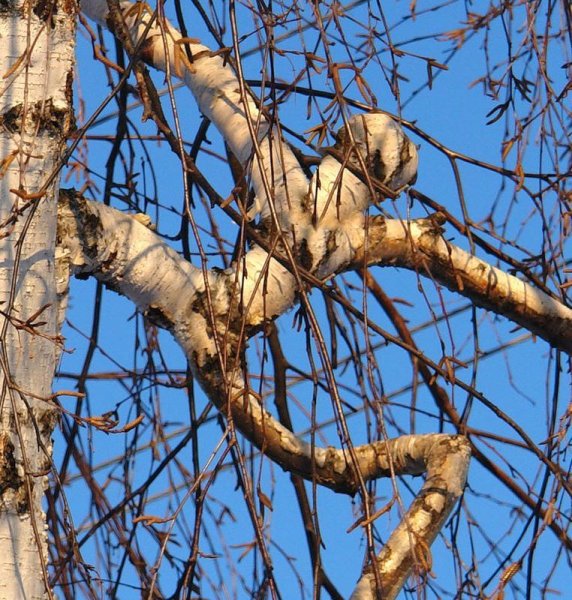 Причуды природы