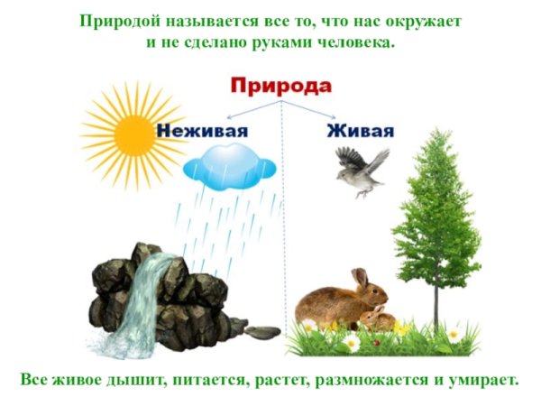 Живая и неживая природа