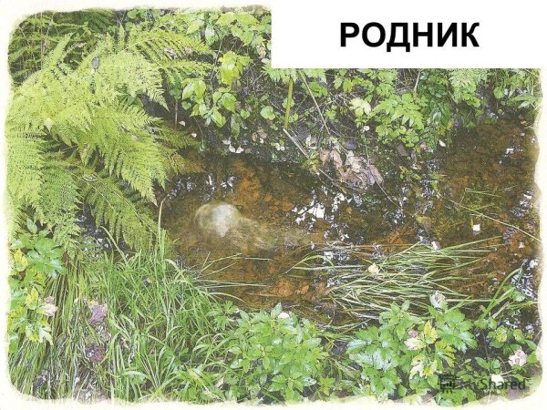 Болотный Родник