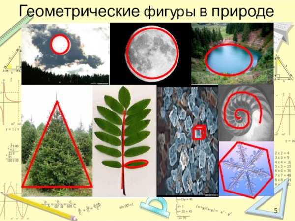 Геометрические фигуры в природе