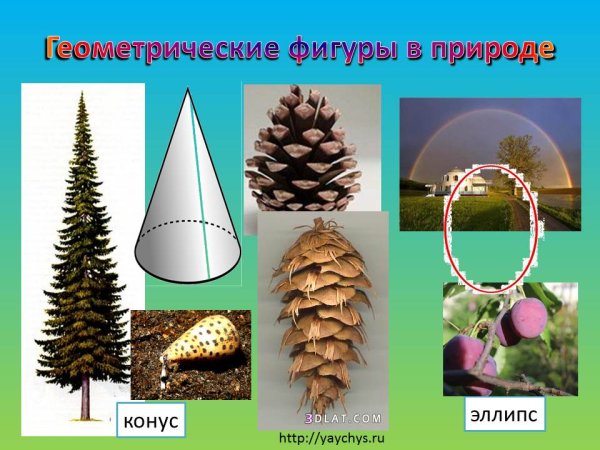 Геометрические формы в природе