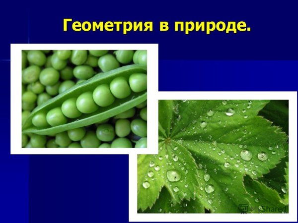 Проект на тему геометрия в природе
