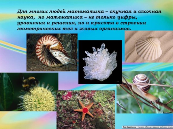 Геометрические фигуры в природе