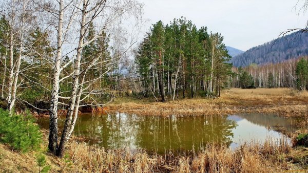 Весна лес река