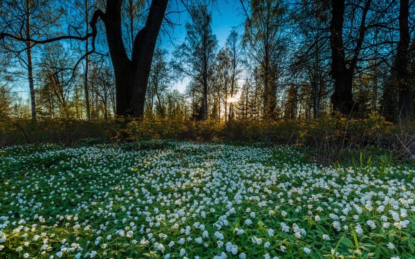 Весенняя природа