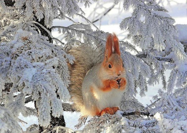 Доброе утро белка