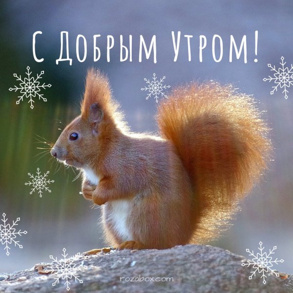Собака в снегу