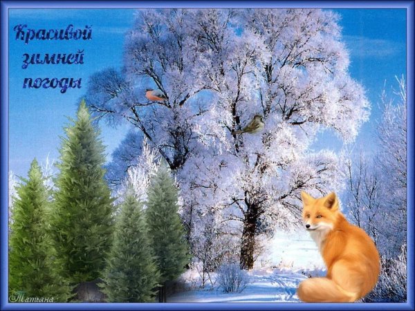 Доброе зимнее утро с белками