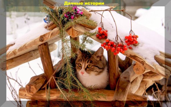 Доброе утро зима