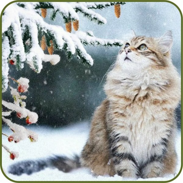 Открытки волшебной зимы