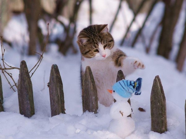 Доброе утро зима животные