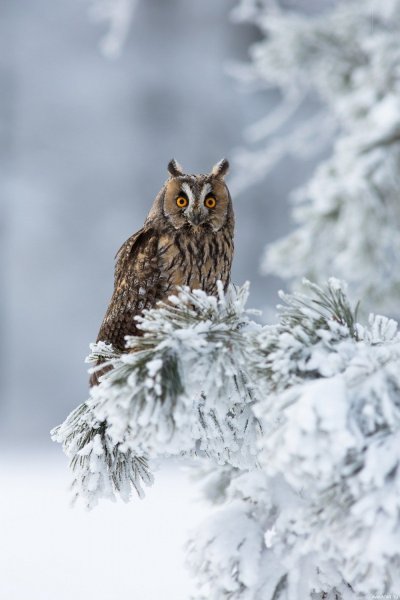 Зимние мотивы