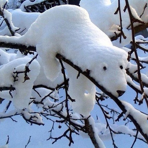 Белки зимой