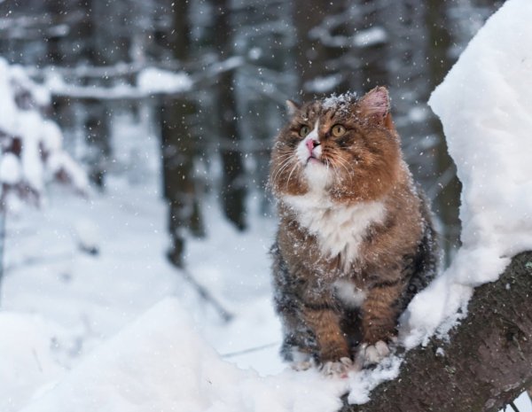 Снежное утро