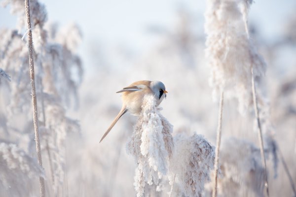 Зимнее утро с птицами