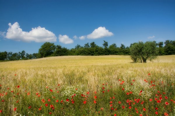 Поля и Луга в Калининградской области