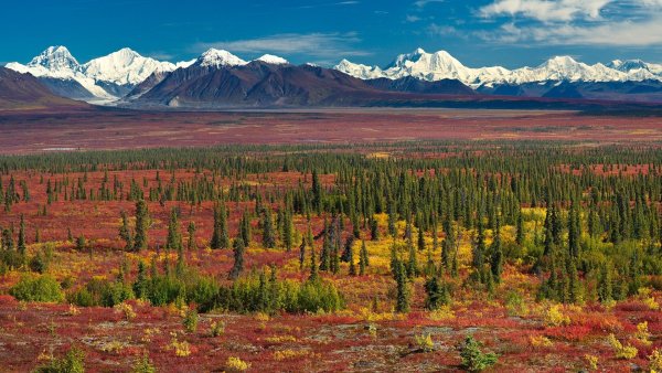 Полярная тундра