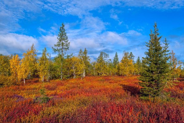 Шарчинская степь