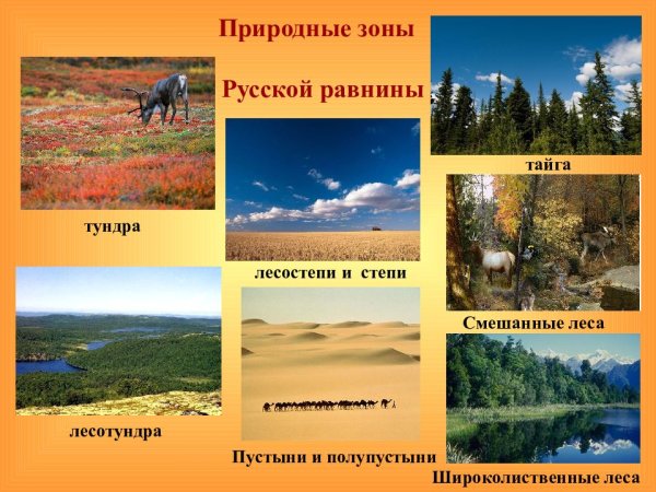 Пихта Сибирская лес