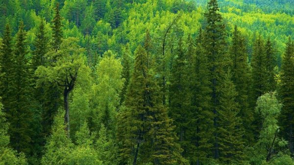 Тазовская тундра
